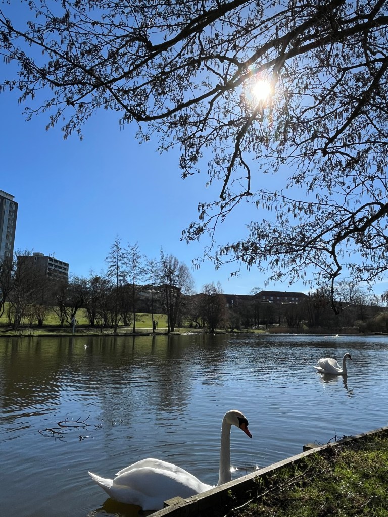 Labud na jezeru u suton, jezero u Kopenhagenu